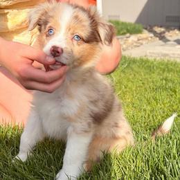 Elvis - Red merle male Miniature Australian Shepherd puppy in Reno, Nevada from Battle Born Mini Aussies