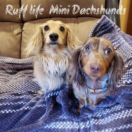 Dachshund Puppies from Ruff Life Dachshunds