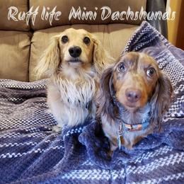 Dachshund Puppies from Ruff Life Dachshunds
