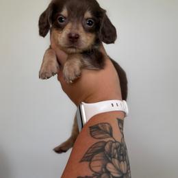 Buzz - Chocolate and cream male Dachshund puppy in Mc Alester, Ok, Oklahoma from New Hope Miniature Dachshunds