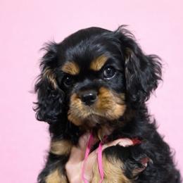 Pink female - Black and tan female Cavalier King Charles Spaniel puppy in Great Bend, Kansas from Bridgeford Cavaliers