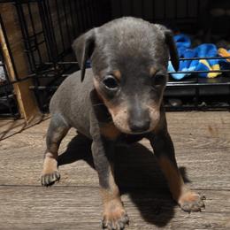 BLBLF1 9-26 Red - Blue and rust female Miniature Pinscher puppy in Middle Point, Ohio from Knisely's Min Pins-AKC