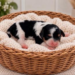Jersey - Tri-color female Cavapoo puppy in Salt Lake City, Utah from SunnySide Mini Doodles