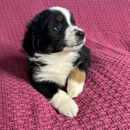 Star  Black Tri Mini Aussie - Black tri male Miniature Australian Shepherd puppy in Taunton, Massachusetts from Checkered Flag Champions Mini Aussies