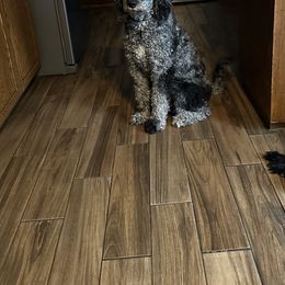 Maebelle - Bernedoodle