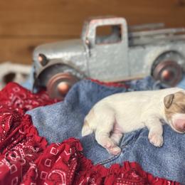 Alfalfa - Caramel cream male Australian Labradoodle puppy in Dawson, Georgia from Still Pond Australian Labradoodles