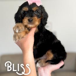 Bliss - Black and tan female Cavapoo puppy in South Jordan, Utah from Wonderful World Doodles