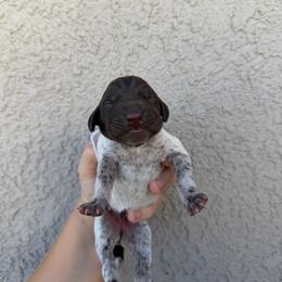 White girl - Liver and white female German Shorthaired Pointer puppy in Escalon, California from Valley Pointers