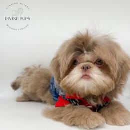 Elton - Lilac male Shih Tzu puppy in League City, Texas from Divine Pups