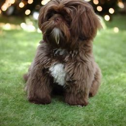 Mondu - Shih Tzu