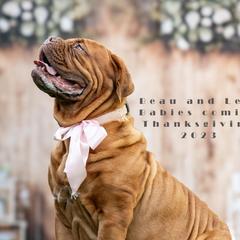 Princess Leia - Dogue de Bordeaux