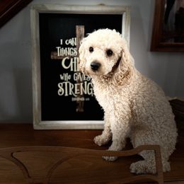 Poodle All Grown Up from Gabrielle’s AKC Toy Poodles
