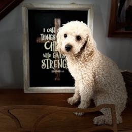 Poodle All Grown Up from Gabrielle’s AKC Toy Poodles