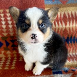 Black Tri Female 2 - Black and tan female American Corgi puppy in Okeechobee, Florida from HotShot Kennels