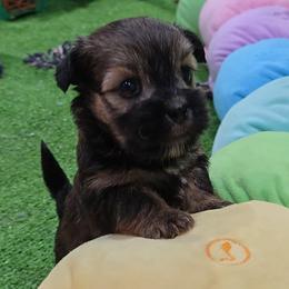 Nora.Rori - Black gold and white female Shorkie puppy in Aurora, Missouri from KnJ Precious Paws LLC