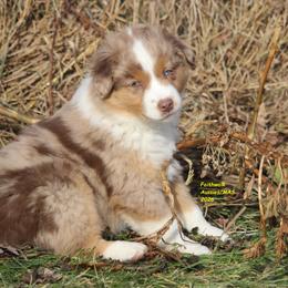 Borealis - Red merle male Miniature American Shepherd puppy in Hillsdale, Michigan from Faithwalk Aussies and Mini American Shepherds