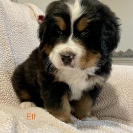 Bernese Mountain Dog Puppies from Willow Tree Berners