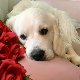 Ollie - Oliver Avery - Golden Retriever