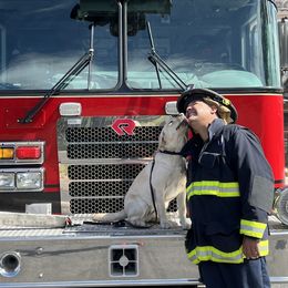 Labrador Retriever Puppies from Armory Labradors