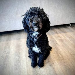 Piper - Goldendoodle