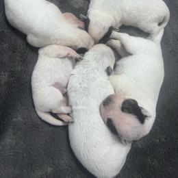 - Boy 1 - Blue male Australian Cattle Dog puppy in Kaufman, Texas from Emberwick Ranch