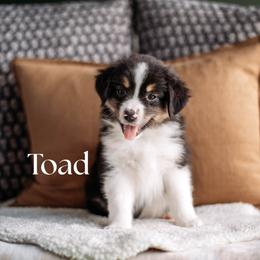 TOAD - Black tri male Miniature American Shepherd puppy in Puyallup, Washington from FERGI’S GEMINI MAS