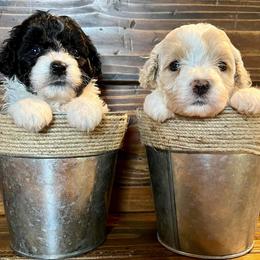 Cavapoochon puppies from Darling Doodles of Texas