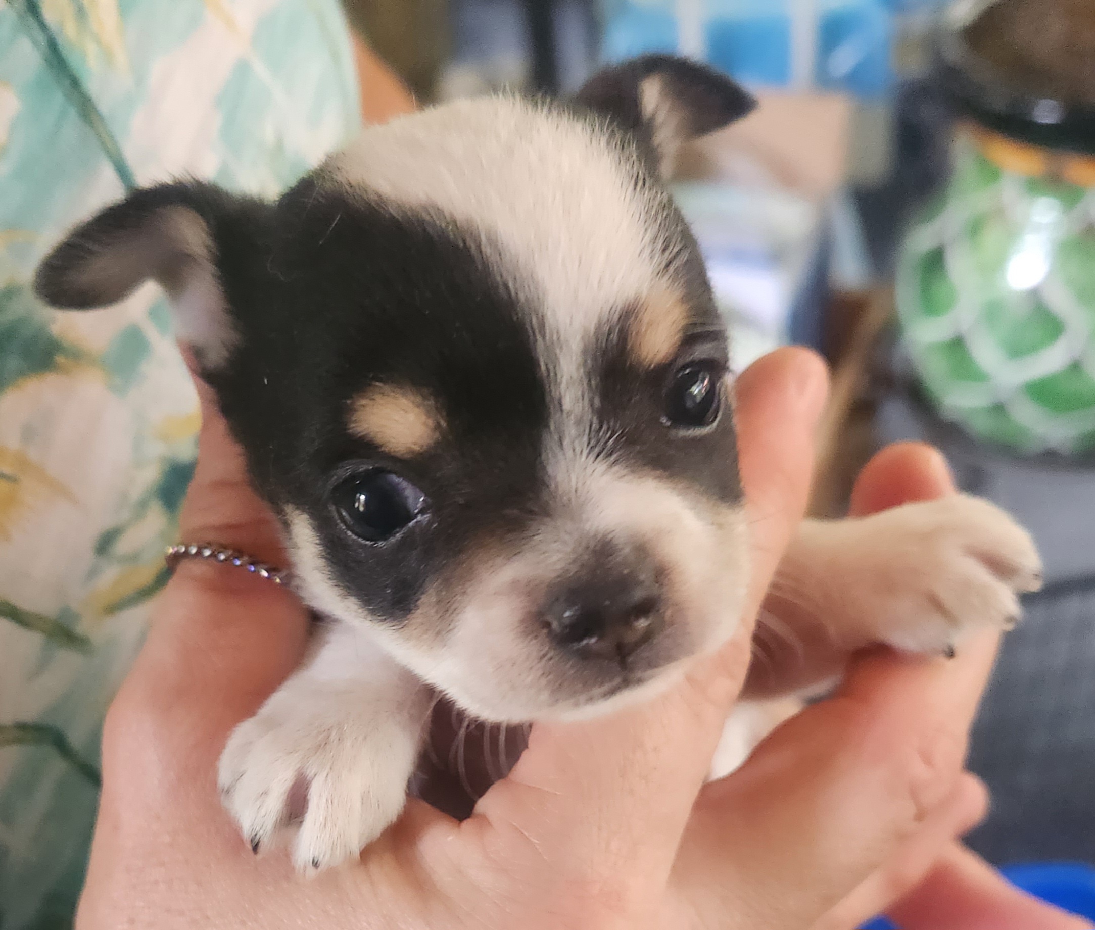 Chihuahua Puppies from OutLaw Chihuahua's