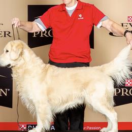 Golden Retriever All Grown Up from Liberty English Cream Golden Retrievers