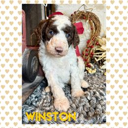 Goldendoodle Puppies from Fire Wife Doodles