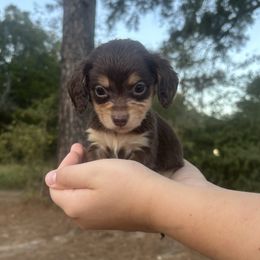 Taylor - Chocolate and tan female Dachshund puppy in Timpson, Texas from Double S Kennel