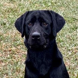 Labrador Retriever puppies from Kailani Labradors