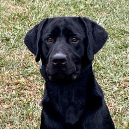 Labrador Retriever puppies from Kailani Labradors