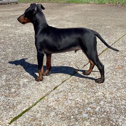 Manchester Terrier Puppies from MosaicManchesters.com