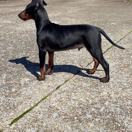 Manchester Terrier Puppies from MosaicManchesters.com
