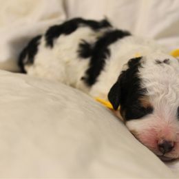 Zeus - Tri-color male Bernedoodle puppy in Eagle Mountain, Utah from Liberty Farms Puppies