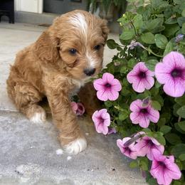 Cavalier King Charles Spaniel, Cavapoo, and Goldendoodle Puppies from Simply Sweet Paws. LLC