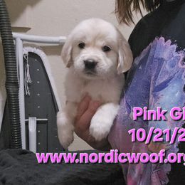 Pink Girl - Light golden female Golden Retriever puppy in Peoria, Arizona from Nordic Woof's Golden Retrievers