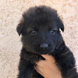 Pink Collar Female - Avril - Sable female German Shepherd puppy in Adelanto, California from Würdighaus Kennels