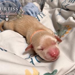 3rd Born ee Cream - Cream male Dachshund puppy in Rochester, Washington from Curtiss Dachshunds