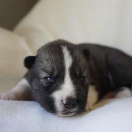 Leo - Agouti and white male Siberian Husky puppy in Wiscasset, Maine from Running with Huskies