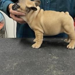 French Bulldogs from La Fee Verte