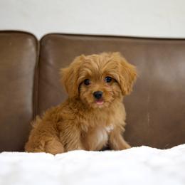 Tesla - Red male Cavapoo puppy in Queen Creek, Arizona from Dulcito Doodles