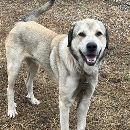 Shooter - Anatolian Shepherd Dog