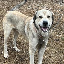 Shooter - Anatolian Shepherd Dog