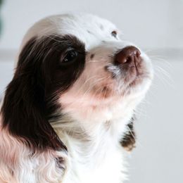 Juniper - Liver and white female English Cocker Spaniel puppy in New Mexico from HighBrassGunDogs