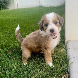 Moon - Chocolate merle female Bernedoodle puppy in Springville, Utah from Oodles of Bernedoodles