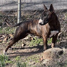 Sasha - Bull Terrier