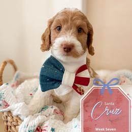 Cruz - Parti male Goldendoodle puppy in California City, California from Summer Sun Doodles