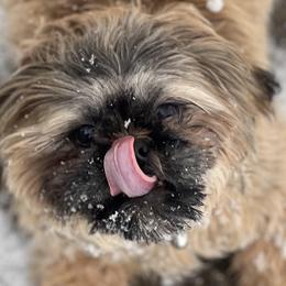 Shih Tzus from Glass City Shih Tzu
